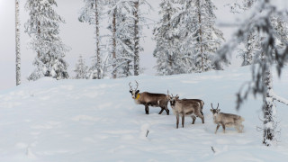 Σουηδία: Δύο νεκροί και χιλιάδες νοικοκυριά χωρίς ρεύμα από την καταιγίδα Γιοχάνες