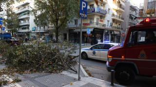 Θεσσαλονίκη: Πτώσεις δέντρων και δεκάδες κλήσεις για βοήθεια από τους ισχυρούς ανέμους