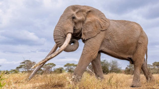 Ο Κρεγκ, ο αγαπημένος ελέφαντας της Κένυας πέθανε