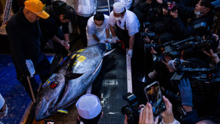 Ιαπωνία: Τόνος έπιασε τιμή - ρεκόρ 2,78 εκατ. ευρώ στην πρωτοχρονιάτικη δημοπρασία