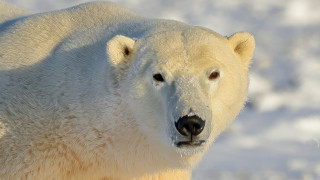 Πολική αρκούδα επιτέθηκε σε οικογένεια στη Σιβηρία: Τρεις τραυματίες - Ανάμεσά τους ένα παιδί