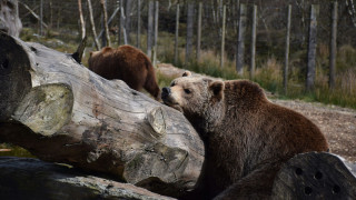 Φλώρινα: Σε χειμερινό λήθαργο στις φωλιές τους οι αρκούδες στο Νυμφαίο