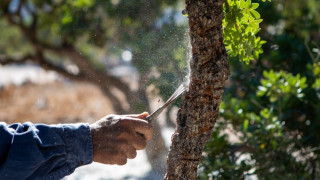 Συμφωνία ΕΕ - Mercosur: Πώς προστατεύονται τα ελληνικά προϊόντα - Δικλείδες υπέρ των παραγωγών