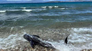Νεκρό δελφίνι ξεβράστηκε στις ακτές της Κρήτης