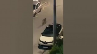 Λύκος περπατάει ανάμεσα σε σπίτια στο Χαϊδάρι: Οδηγίες του Δήμου προς τους πολίτες