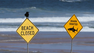 Στο νοσοκομείο 13χρονος μετά από επίθεση από καρχαρία στην Αυστραλία