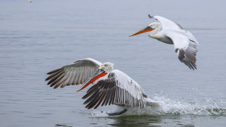 Πώς προσβλήθηκαν από την γρίπη των πτηνών οι 2.300 αργυροπελεκάνοι των Πρεσπών το 2022