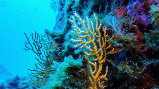 «Ιστορικό ορόσημο» για την προστασία των ωκεανών η Συνθήκη για την Ανοιχτή Θάλασσα