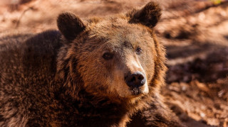 Αρκτούρος: Αυξήθηκαν οι αρκούδες στην Ελλάδα - Μειώθηκαν οι ζημιές που προκαλούν