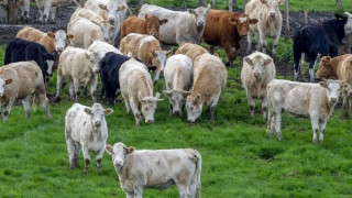 Τα funds γίνονται… αγροκτηνοτρόφοι – Ποιοι επιχειρηματίες βλέπουν ευκαιρίες στην ελληνική γη