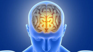Επιστήμονες ανακάλυψαν ένα νέο «κέντρο καθαρισμού» μέσα στον ανθρώπινο εγκέφαλο