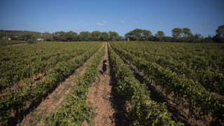 Γάλλοι παραγωγοί κονιάκ πληρώνουν να ξεριζώσουν τα αμπέλια - Μειώνεται η ζήτηση για το ποτό