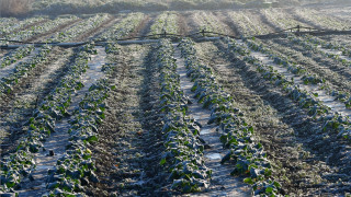 ΕΛΓΑ: Πληρωμές 6,4 εκατ. ευρώ για τις καλλιέργειες που επλήγησαν από τον παγετό του 2025