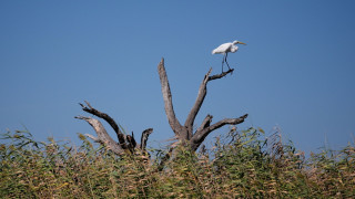 Τα δάση «φαντάσματα» της Αμερικής εξαπλώνονται - Άγονοι κορμοι, δείγμα ενός κλίματος σε κρίση