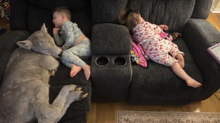 Κοιμάται σαν μοσχάρι... δίπλα στα παιδιά - Οικογένεια φιλοξένησε το νεογέννητο ζωάκι λόγω ψύχους