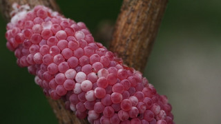 Λουιζιάνα: Γιγαντιαία σαλιγκάρια και μικροσκοπικά έντομα απειλούν τις καλλιέργιες ρυζιού και αστακών