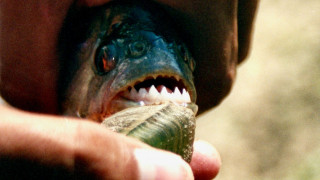 Επιθέσεις από πιράνχα στην Αργεντινή: Πάνω από 40 τραυματίες - Ένας ακρωτηριασμός