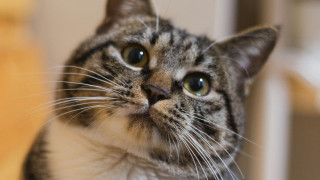 Το «αντίο» του Ερυθρού Αστέρα στη Λιουμπίτσα - Η διάσημη γάτα «μασκότ» της ομάδας