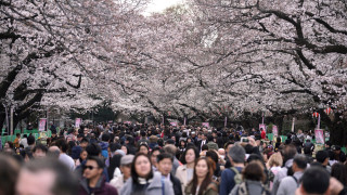 Ιαπωνία: Ακυρώθηκε το φεστιβάλ των ανθισμένων κερασιών στο Φούτζι λόγω απείθαρχων τουριστών