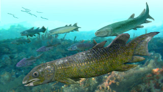 Αινιγματικά απολιθώματα συμπληρώνουν τα κενά κεφάλαια στην ιστορία των πρώτων ψαριών της Γης