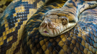 Αυτά είναι τα φίδια που χτυπούν πιο γρήγορα από ό,τι μπορεί να αντιδράσει ο άνθρωπος