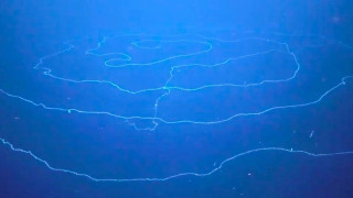 Υποβρύχιο ρομπότ ανακάλυψε το μακρύτερο ζώο του κόσμου, μήκους 45 μέτρων – Ποιο είναι το μυστικό του