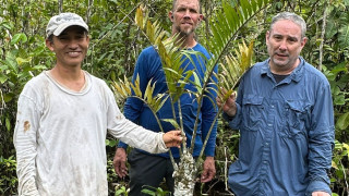 Φυτό που επιβιώνει από την εποχή των δεινοσαύρων ανακαλύφθηκε στην Αμαζονία του Περού