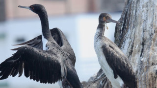 Πώς τα περιττώματα πουλιών τροφοδότησαν την άνοδο ενός ισχυρού αρχαίου βασιλείου