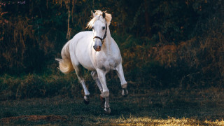 Απαγορεύει το κρέας αλόγου η Ιταλία - Πρόστιμο 100.000 ευρώ προβλέπεται για τους παραβάτες