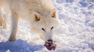 Οι «αναστημένοι» ανταρόλυκοι μεγάλωσαν και κυνηγούν πλέον ως αγέλη