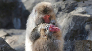 Εγκαταλελειμμένο μαϊμουδάκι στην Ιαπωνία βρήκε παρέα σε λούτρινο αρκουδάκι