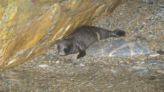 Ρεκόρ στις γεννήσεις μεσογειακής φώκιας καταγράφηκε στις Σποράδες