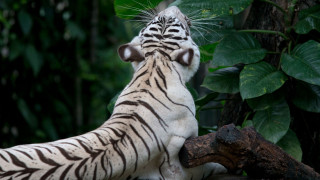 Νεκρές 72 τίγρεις στην Ταϊλάνδη - Συναγερμός για φονικό ιό σε δημοφιλές πάρκο άγριας ζωής