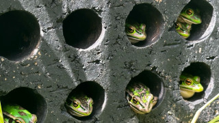 Βάτραχοι, φαρμακευτικά λουτρά και ένας αγώνας επιβίωσης απέναντι σε ένα θανατηφόρο μύκητα