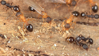 Ερευνητές εντόπισαν σπάνιο είδος μυρμηγκιών στην Ιαπωνία όπου όλα τα μέλη είναι… βασίλισσες