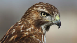 ΗΠΑ: Νεαρός καταδικάστηκε σε φυλάκιση 45 ημερών επειδή έδωσε αλκοόλ σε γεράκι