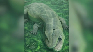 Νέο είδος παράξενου προϊστορικού ζώου θεωρούταν ήδη «ζωντανό απολίθωμα» πριν από 275 εκατ. χρόνια