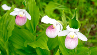 Το βορειότερο σημείο εμφάνισης ορχιδέας στην Ελλάδα καταγράφηκε για πρώτη φορά στο Κιλκίς