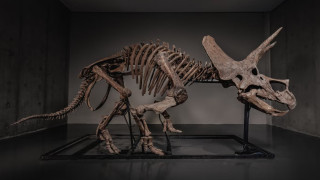 Σκελετός Τρικεράτοπα σε δημοπρασία εκατομμυρίων – Η αγορά απολιθωμάτων δεινοσαύρων εκτοξεύεται