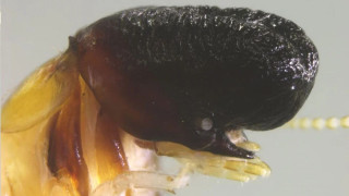 Ένα νέο είδος εντόμου, με κεφάλι που μοιάζει με φάλαινας, εκπλήσσει τους επιστήμονες