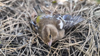 Περιβαλλοντικό έγκλημα στις πλαγιές του Γράμμου - Εντοπίστηκαν νεκρά ζώα και 157 φόλες