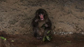 Το φαινόμενο Punch: Γιατί όλοι μιλούν για τον πιο γλυκό μακάκο του διαδικτύου;