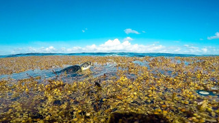 Μία από τις πιο σημαντικές θάλασσες στη Γη δεν αγγίζει ποτέ στεριά, γιατί δεν έχει ακτές