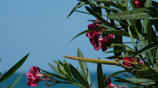 Πικροδάφνη: Ένα από τα κύρια φυτά της ελληνικής χλωρίδας - Η εκπαίδευση, εναλλακτική της εκρίζωσης