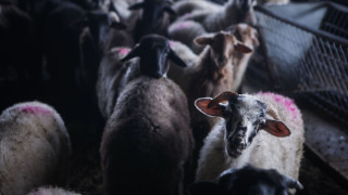 Σε κατάσταση έκτακτης ανάγκης η Μυτιλήνη λόγω αφθώδους πυρετού
