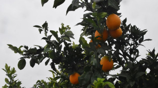 Στην αγορά της Ταϊλάνδης ελληνικά εσπεριδοειδή από το φθινόπωρο