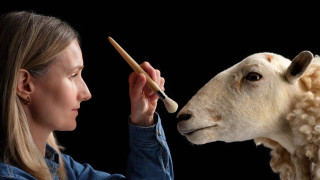 Η «πρόγονος» της Ντόλι εκτίθεται σε μουσείο - Το πρόβατο που άνοιξε τον δρόμο για την κλωνοποίηση