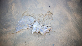 Απολίθωμα αποκαλύπτει μια μοιραία μονομαχία μεταξύ των τιτάνων των ωκεανών πριν από 80 εκατ. χρόνια