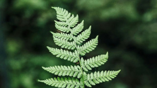 Πώς μπορούν να μεταμορφώσουν τη βιολογία των φυτών τα μοντέλα ΑΙ που έχουν εκπαιδευτεί στο DNA