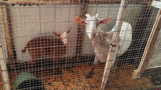 Κατσίκες και κότες στην «καρδιά» της Αθήνας - Από την ταράτσα πολυκατοικίας σε ασφαλή χώρο του Δήμου